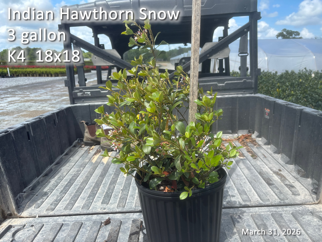 gallery/ihs3 k4 mar31.jpg